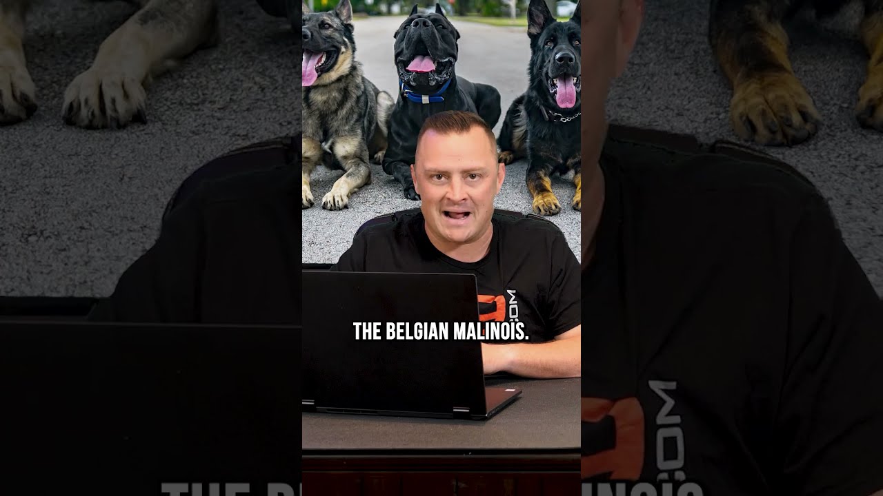 Top 3 Medium Dog Breeds We DON T Recommend