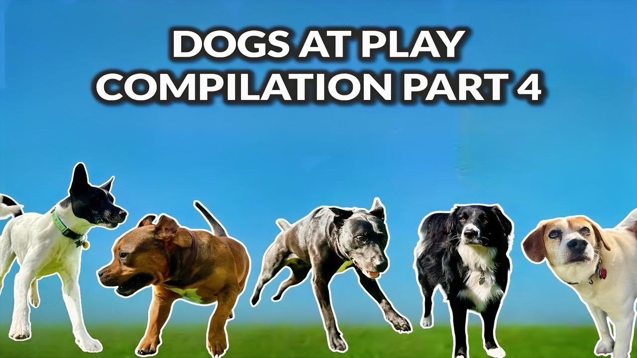 Dogs at Play Compilation | Sentimental Background Music PART 4