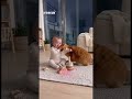 ⚡🐱 Lightning Hit the Cat and He Became a HERO! 😱 #shorts #cats #funny