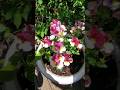 Pretty little flowers #flowergarden #garden #gardening #growflowers