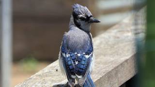 Blue Jay raises crest