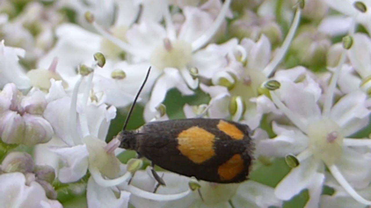 Orange-spot Piercer Moth - Pammene aurana - Bärenklauwickler - Fiðrildi - Skordýr