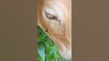 Sapi lucu Lembu Lembu Lucu Suara Sapi Sapi moo #sapi #lembu #sapijinak #lembujinak #takurwinrimba