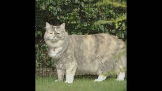 How to Keep Cats Safe Outdoors with Cat Enclosures and Cat Fencing by ProtectaPet