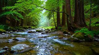 Peaceful Forest River and Birds Singing for Deep Sleep, Calm Mind, Relaxing Nature Sounds Meditation