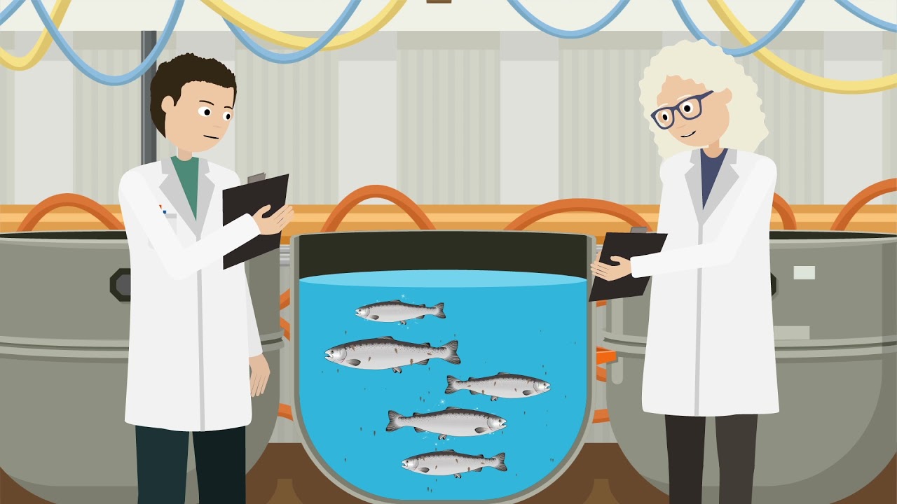 How can we make farmed Atlantic salmon resistant against sea lice?