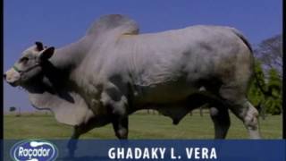 Ghadaky L Vera