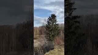 Выбрались погулять...