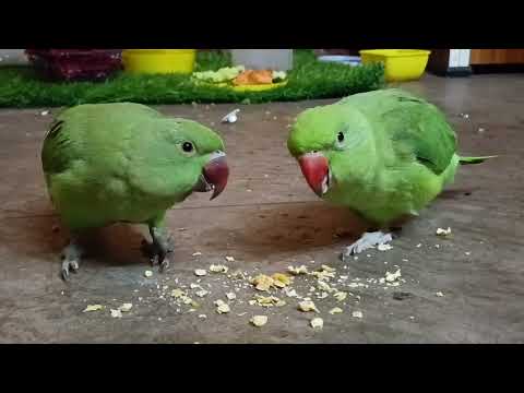 Mara Mithu and meethi chana ki daal khane#trending #talkingparot #birds #viralvideo #ytshorts #new 🦜
