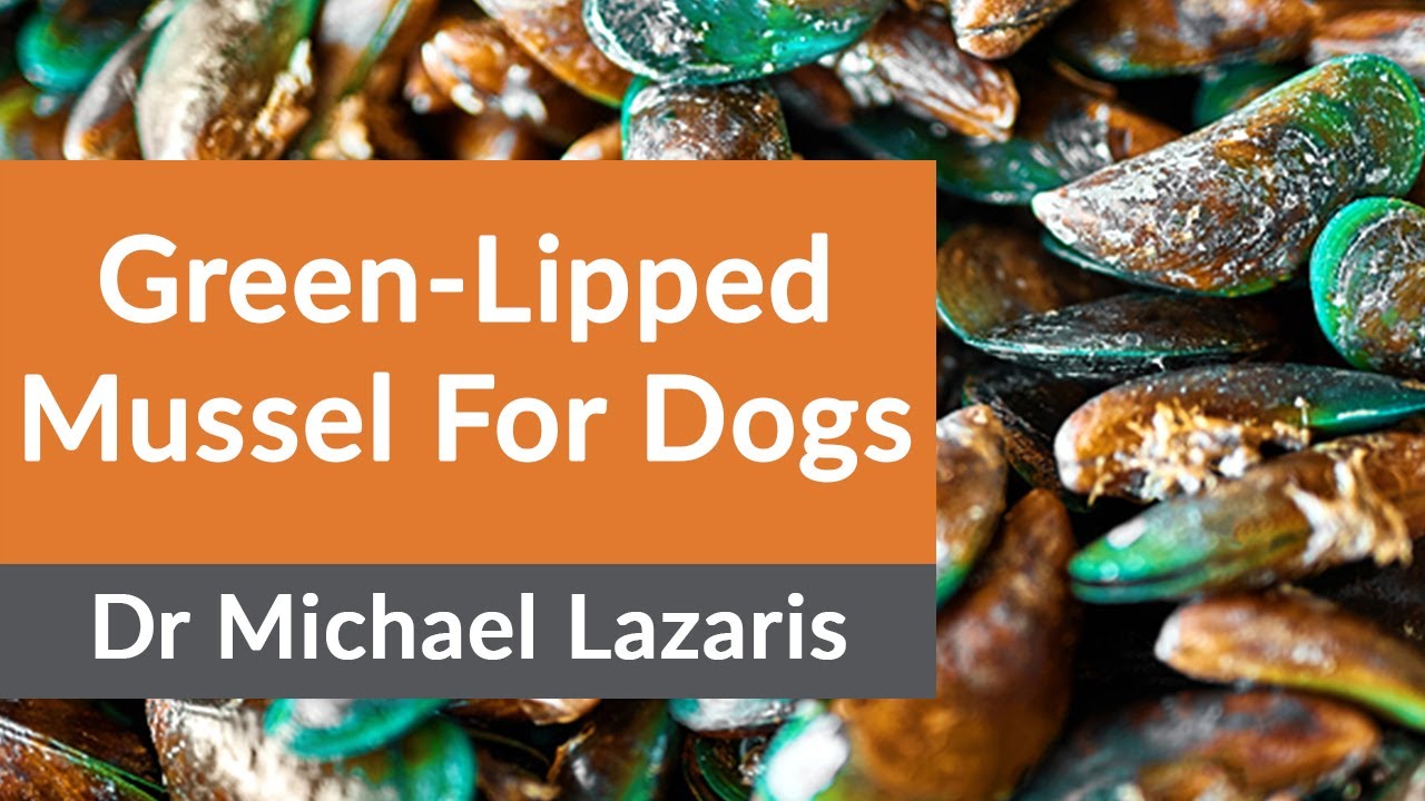 GreenLipped Mussel For Dogs? YouTube