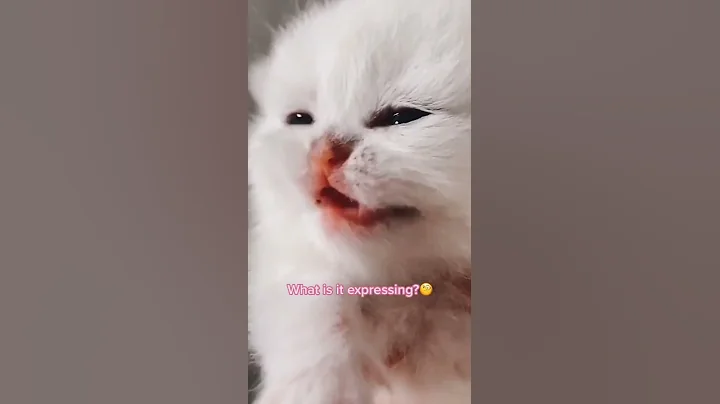 Video 3418811: funny cute animals compilation, funniest animals compilation funny, laugh funny compilation, enjoy funniest compilation, cute kitten, cute cat
