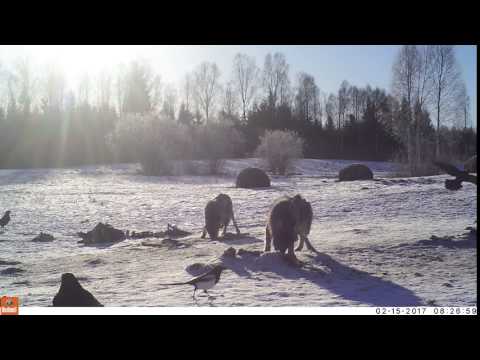 Video: Psihiats Paredzēja Jeloustonas Supervulkāna Eksploziju - Alternatīvs Skats