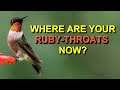 Your Ruby-throated Hummingbirds Migrated Here