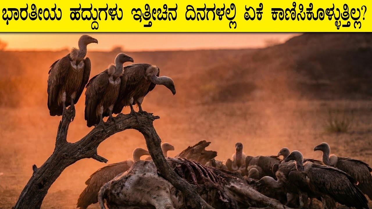 ಭಾರತೀಯ ಹದ್ದುಗಳು ಇತ್ತೀಚಿನ ದಿನಗಳಲ್ಲಿ ಏಕೆ ಕಾಣಿಸಿಕೊಳ್ಳುತ್ತಿಲ್ಲ? | Vishva Darpana