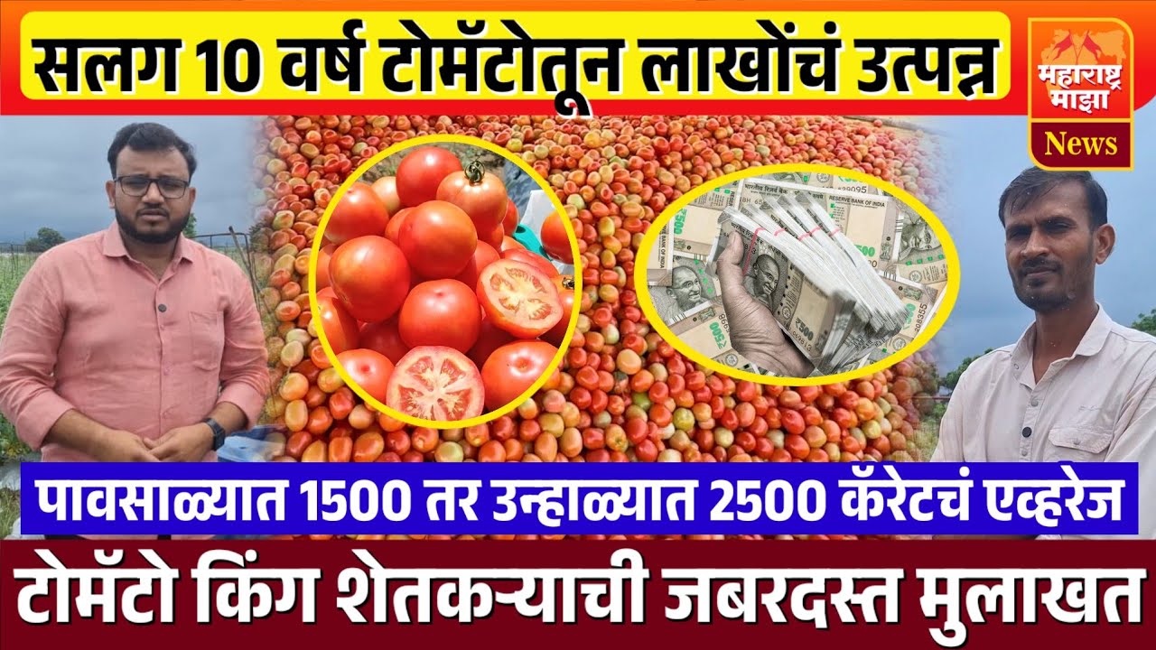 ♦️टोमॅटोतून सलग 10 वर्ष लाखोंचा नफा,एकही डाव फेल नाही ! पहा टोमॅटो किंग शेतकऱ्याचं कसं असतं नियोजन..