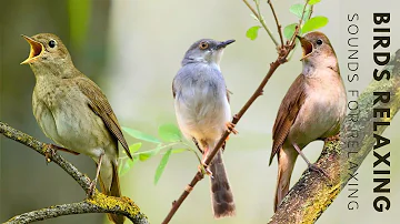 Birds Chirping - Birdsong to Relieve Stress & Sleep Better, Soothing Sounds of Nature