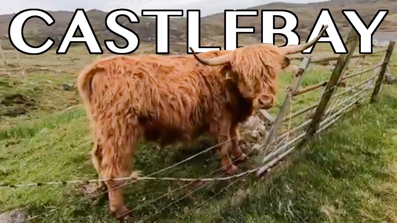 I Went on a Mission to find a Scottish Highland Cow in CASTLEBAY