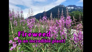 Fireweed: Food and for your Health