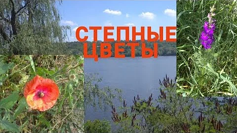 Степные цветы