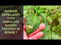 Bombi continuano a impollinare Tannini repellenti per la Tuta Absoluta nel Pomodoro