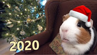 Merry Pigmas | Guinea Pig Vlog #85