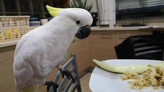 Download It Has To Be The Animal, To Clean The Plate Video MP3 It Has To Be The Animal, To Clean The Plate