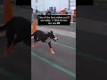 himatt #trending #funny #youtubeshorts #love #ytshorts #pets #shorts #like #subscrib#comment
