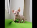 Beautiful and cute Dwelf kitten - 979915 の動画、YouTube動画。