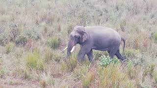 Elephant Dhruba Latest Video