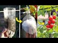 Como germinar y plantar tomates colgado en botellas de plásticos