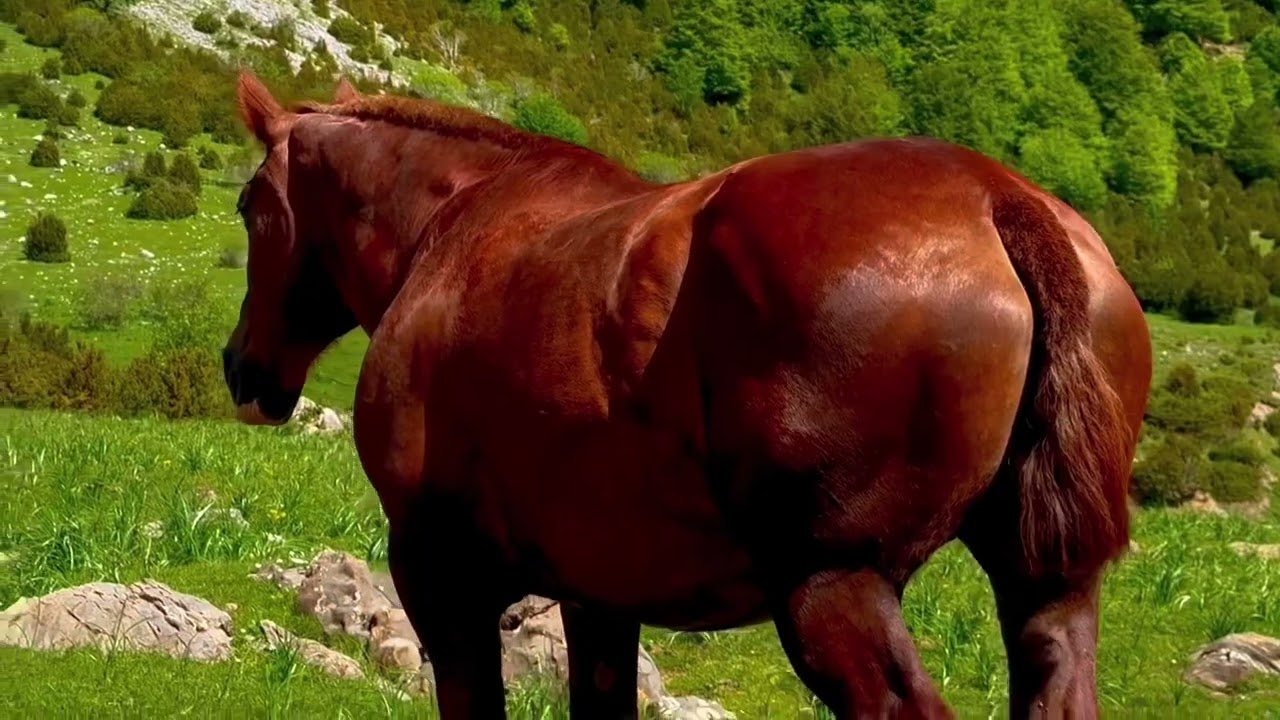 Pirineo Aragonés !!😍