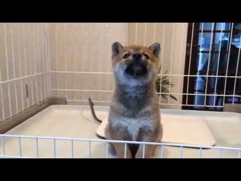 とても優しい性格甘えん坊の男の子 笑 Youtube とても優しい性格甘えん坊の男の子 笑 Youtube