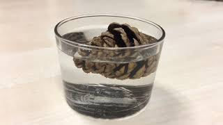 Pine cone - dry then wet
