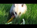 'Possum Taco Picnic