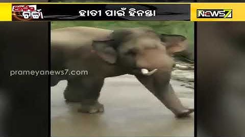 ହାତୀ ପାଇଁ ହୀନସ୍ତା || AJIRA CHARCHA || Prameya News7