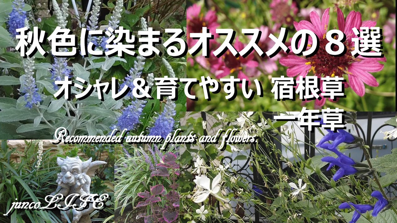 きっと秋庭がオシャレになります＊育てやすくて管理が楽な秋の花＆カラーリーフ＊猫ちゃん