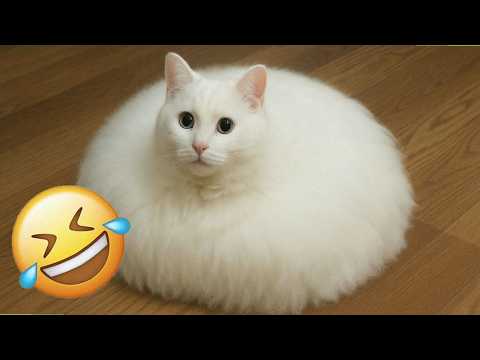 Best Funny Cat Videos 2026 😂 Most Hilarious Viral Cat Compilation Ever
