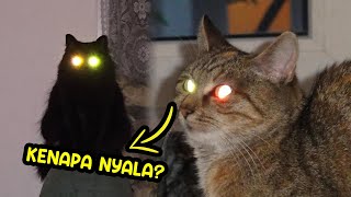 Alasan Mengapa Mata Kucing Menyala Saat Gelap 🙀 by Kucing Meong 334 views 9 months ago 3 minutes, 28 seconds