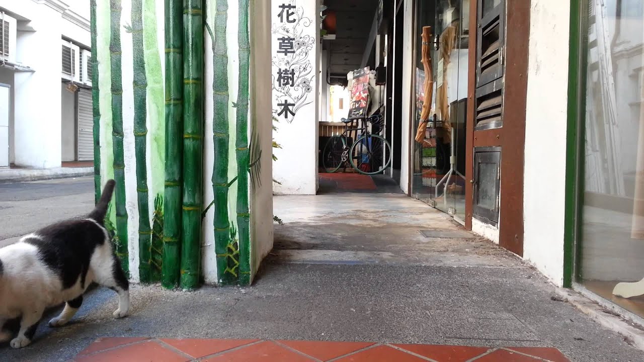 Cat yearning for affection