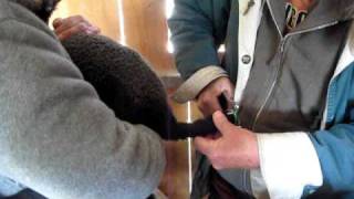 Docking lamb's tail