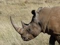 A &quot;Green&quot; Bow Hunt for Rhinoceros in South Africa