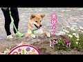 食いしん坊過ぎてとうとうお花まで食べようとする柴犬が可愛い