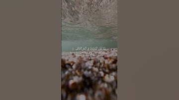 فبأي ءالاء ربكما تكذبان ✨ #الرحمن #تلاوة_خاشعة #القرأن_الكريم