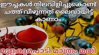 Download Lagu Flies get caught and die live How to get rid of house flies |eechaye odikkan MP3 Download Lagu Flies get caught and die live How to get rid of house flies |eechaye odikkan MP3