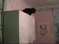 Кот виртуозно прыгает возле кастрюль