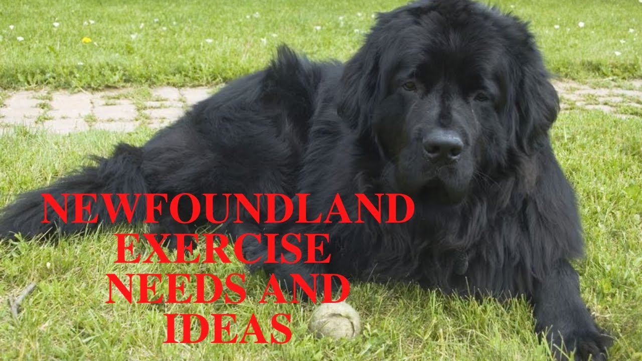 How Much Exercise Do Newfoundland Puppies Need?