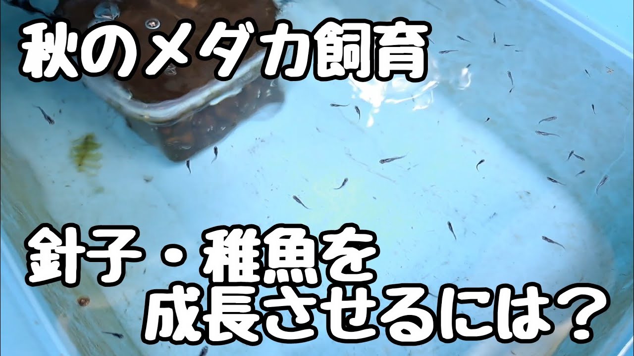 秋のめだかの針子、稚魚を成長させるには?【メダカ】 - YouTube