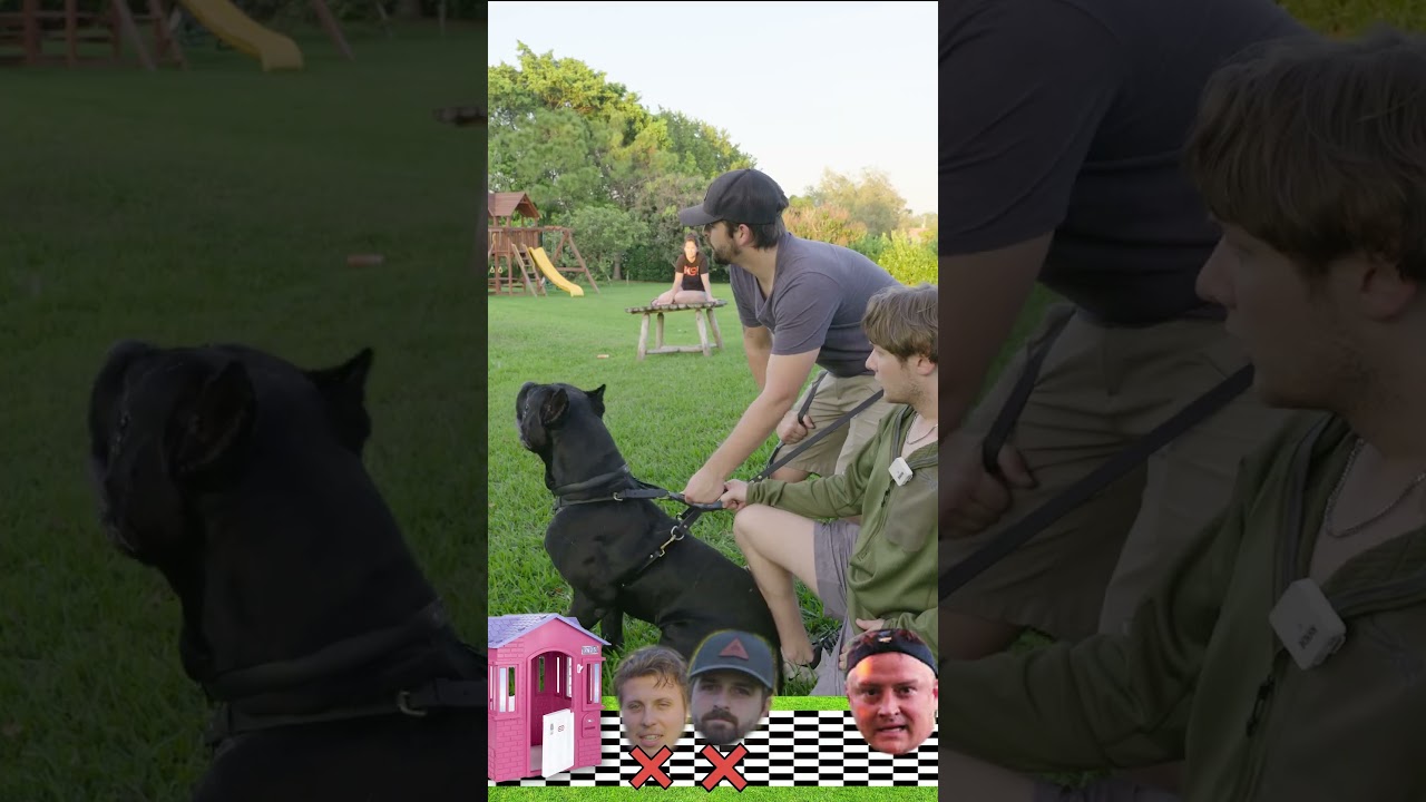 Outrun a 130-lb Cane Corso and Win $100
