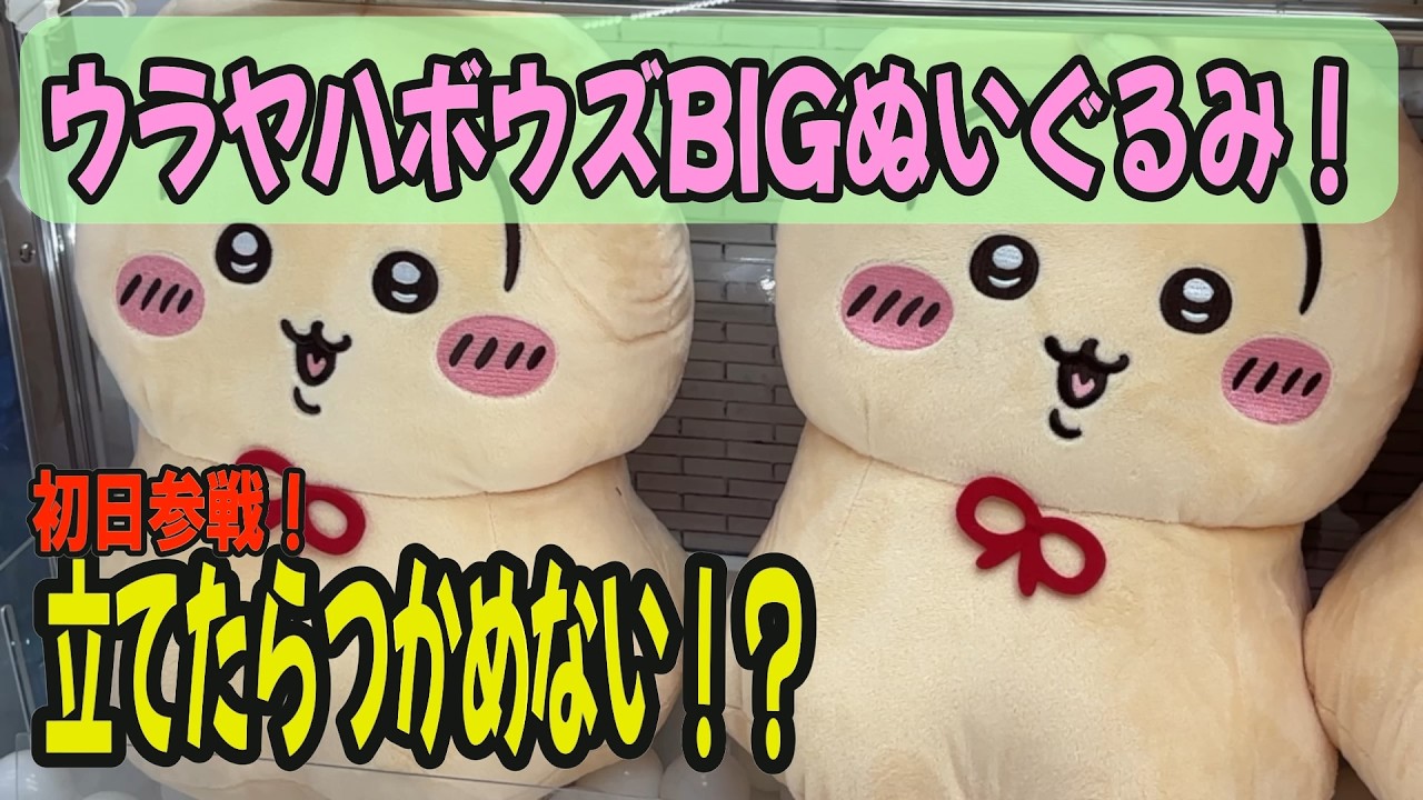 ちいかわクレゲ】ウラヤハボウズBIGぬいぐるみをゲットして、来週の