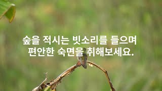 숲을 적시는 빗소리를 들으며 편안한 잠에 빠져보세요.rainrainsoundsoundmusichealing힐링빗소리음악비편안함불면증insomnia비오는 소리